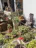 尔澜2cm粗嫁接车厘子树苗庭院露天盆栽地栽樱桃树苗果树苗木源头直发 实拍图