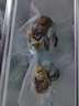 獭惠 真空封口机 真空包装袋封口机 家用香肠腊肉食品包装机小型可抽真空保鲜机塑封机封装机 黑色标准版【配20个小号袋】 实拍图
