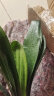 中梦君子兰盆栽精品绿植花卉植物室内圆头和尚大苗 圆头和尚特级8-10片叶子 不含盆 晒单实拍图
