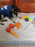 阿莫尔狗狗玩具耐咬磨牙幼犬球宠物发声惨叫鸡狗发声玩具训练逗狗互动 小型犬六件套 中型犬适用 实拍图