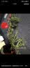 京云梦杜鹃花盆栽花卉绿植物四季室内阳台开花鲜花好养红原土源头直发 实拍图