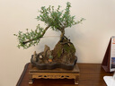 瀚林怡景（HANLINYIJING）六月雪盆景植物树桩悬崖造型假山老桩室内客厅办公室绿植桌面盆栽 山水石景（青釉）-六月雪 实拍图