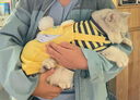 华元宠具（hoopet）猫咪衣服防掉毛蓝猫宠物布偶英短美短秋冬薄款冬季保暖可爱四脚衣 【薄绒款】俏皮猫咪背带裤黄色 M-（建议6-10斤） 实拍图