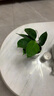 樱霞【顺丰上门】花卉植物室内桌面净化空气水培小绿植好养活驱蚊盆栽 开花组合栀子花+吉利红+九里香 带盆 实拍图