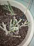 花无痕 玫瑰花苗 当年开花绿植盆栽室内外花卉观花植物庭院阳台蔷薇月季 O冷美人1棵 实拍图