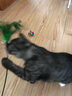 猫玩具 逗猫棒激光笔猫抓板猫转盘球宠物逗猫咪玩具套装 羽毛逗猫棒 实拍图