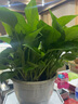 九千谷绿萝除甲醛大盆绿植盆栽办公室桌面植物花卉12盆装吸水盆源头直发 实拍图