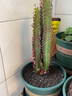 巴西龙骨 仙人柱  仙人掌大盆栽 紫龙骨30CM左右(3-4头) 不含盆 实拍图