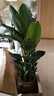 正想北欧大型仿真绿植盆栽摆件客厅阳台假植物盆景办公室前台假树摆设 琴叶榕 1.8米 实拍图