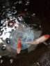 琅河水族 锦鲤鱼活体 冷水观赏鱼活鱼多品类精选 大正三色 16-18cm 实拍图