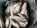 川泽加粗醒目湖库鲢鳙专用鱼漂纳米远投大物漂超长行程抗走水翘嘴浮漂 NP-02-3号 青草大物漂 铅:6.2g 单支【防爆大物漂 加粗醒目】 实拍图