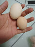 对面小城新鲜初生土鸡蛋鲜鸡蛋农家散养柴鸡蛋 10枚500g 实拍图