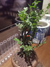 想开小叶紫檀盆景树桩植物老桩盆栽客厅桌面室内绿植好养树苗四季常青 老桩多杆小叶紫檀+紫砂1357+底座 带盆栽好 实拍图
