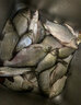 达亿瓦（DAIWA） DAIWA达亿瓦  胡仙升  并继竿碳素鲫鱼竿钓鱼竿手杆台钓竿 4.5m 胡仙昇 特选 和 15尺 实拍图