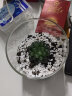 绿荫巷子多肉植物类绿植盆栽肉肉办公室内仙人掌球桌面带盆好养活小盆景 【玉露】高透玻璃杯土砂+hello猫头鹰 实拍图