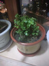 沪颜特大花盆紫砂花盆梅花盆陶瓷盆 盆景花盆 育苗盆 透气陶土盆 口径48厘米江浙沪皖可以发 按口径发货 实拍图