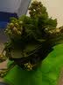 御春阁4年大苗带花苞 多肉植物长寿花盆栽绿巴黎重瓣花苗室内阳台花卉 长寿花红色一盆（带花苞） 实拍图