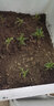 沃思林通用花土大包有机营养种菜养花种花专用种植土壤绿萝泥炭土思威博 40斤精制营养土种菜专用型已杀菌 实拍图