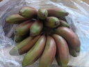 鲜武士红皮香蕉土楼红美人香蕉火龙蕉福建特产南洋水果新鲜当季热带水果 红香蕉5斤(精选) 晒单实拍图