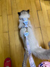 华元宠具（hoopet）猫咪牵引绳遛猫绳防逃脱牵引绳猫猫咪牵引绳背心牵猫绳子胸背带 浅浅蓝格子 M号（按图所示尺码选择） 实拍图