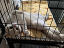 憨憨宠宠物冰垫防水狗垫子夏季降温猫咪凉垫凉席泰迪金毛中小型犬宠物垫 胡萝卜款 L号 45*60cm 实拍图