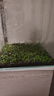 鱼缸水草种子生态玻璃瓶植物种籽孑水培阴性真草装饰造景套餐懒人 趴地矮珍珠水草1万粒+营养液 实拍图