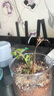 开时果 多肉植物仙人球仙人掌小盆栽桌面植物 肉肉组合办公室内绿植花卉 万重山+金枝玉叶+黄金沙营养土 实拍图