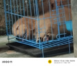 果粒之星纯种金毛犬活体宠物狗幼崽家养金毛幼犬寻回犬沙滩金枫叶红大型犬 宠物级 实拍图