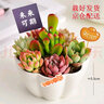 墨一儿童节多肉植物组合盆栽室内好养办公室桌面绿植小盆栽花卉 花瓣盆B（赠插牌5件套） 带盆栽好 实拍图
