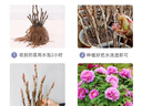 花翁牡丹花苗盆栽洛阳正宗对版花卉绿植花二乔（6-8分叉）源头直发 实拍图