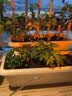 爱丽思 长方形种菜盆家用室内阳台大号花盆蔬菜种植箱室外塑料栽菜盆 550浅米色（长55.4cm宽24.1cm） 实拍图
