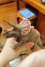 思乐（Schleich S）仿真动物恐龙模型雷克斯暴龙霸王龙棘龙男女孩儿童玩具生日礼物 腕龙14581 实拍图