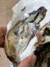 鲜海道【活鲜】鲜海道生蚝  乳山牡蛎 新鲜海蛎子生鲜贝类 超大5XL号9斤送两袋蒜蓉酱 实拍图