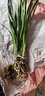 超香兰花 红贵人浓香型盆栽四季好养建兰花卉绿植兰草兰花苗 红贵人2苗 不含盆 实拍图
