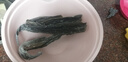 金唐 霞浦海带头250g/袋装 特厚叶片昆布根梗煲汤火锅 海产干货 实拍图