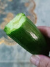 莺栖山东水果黄瓜5斤新鲜生吃清脆嫩爽口现摘无刺小黄瓜果蔬菜小青瓜 水果黄瓜 带箱3斤净重2.5斤 晒单实拍图