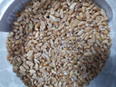泽信堂 浮小麦 小麦仁干瘪小麦米 中药材 500克 500克 实拍图