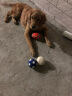 hoopet狗狗玩具球磨牙耐咬发声玩具弹力球泰迪比熊金毛小型犬大型犬用品 足球-L 实拍图
