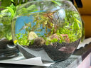 共度（Gong Du）桌面小鱼缸 圆形金鱼缸 玻璃迷你型懒人客厅家用办公室热弯鱼缸 微型桌面鱼缸 裸缸直径15CM 高度11cm 实拍图
