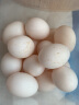 均鲜新鲜鸽子蛋杂粮喂养农家特产白鸽蛋信鸽蛋孕妇宝宝儿童食品土鸽蛋 30枚精选大个种鸽蛋 晒单实拍图