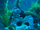 异景园鱼缸仿真假山造景装饰石头布景套餐水族箱大小树脂摆件躲避洞松石 JS101怀玉山 实拍图