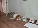 日式宠物狗狗猫斜口防滑陶瓷食盆架法斗碗狗碗食盆大号大型犬用品 L-白色碗橙垫餐桌套装 实拍图
