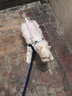 宠德多狗绳小型犬背带狗狗牵引绳狗绳子遛狗绳泰迪博美柯基 蓝色 XXS （3-8斤狗狗） 实拍图