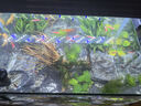 西游水族鱼缸水族箱客厅小型迷你桌面免换水生态造景小金鱼缸热弯超白玻璃 长40*宽22*高25-水秀青山款造景全套 实拍图