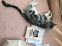 猫是严师，我是高徒 实拍图