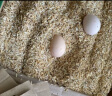 林下养新鲜土鸡蛋30枚装 柴鸡蛋鸡蛋 实拍图