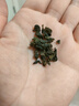 传奇会乌龙茶 安溪铁观音 浓香型特级250g中火礼盒装高档茶叶父亲节送礼 实拍图