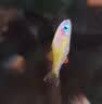 云峰海瑞 小型热带鱼观赏鱼活体红绿灯鱼淡水水族鱼宠物虎(四间鱼)皮鱼 小仙女（燕子美人）2条 实拍图