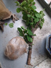 多色重瓣三角梅盆栽花苗耐寒老桩爬藤植物阳台庭院室内外好养花卉植物当年开花三角梅树苗 重瓣大红 5年精品苗 实拍图