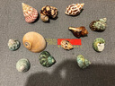 蓝海精灵天然海螺 超大豆丁寄居蟹专用替换备用壳 鱼缸造景三湖虎鱼躲避 套餐C：30-40只海螺口径1-4cm 实拍图